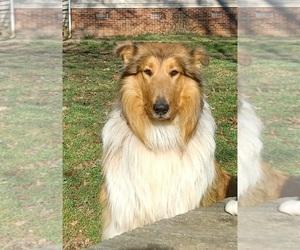Medium Breeder Profile Photo