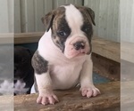 Small #61 Breeder Profile image