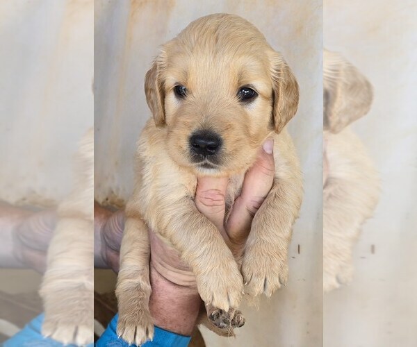 Medium Photo #6  Breeder Profile in HOBBS, NM, USA