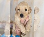 Small #5 Breeder Profile image