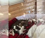 Small #4 Breeder Profile image
