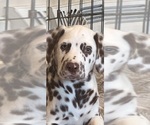 Small breeder photo
