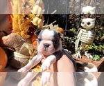 Small breeder photo