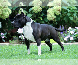 American Staffordshire Terrier Dog Breeder near WARE, MA, USA