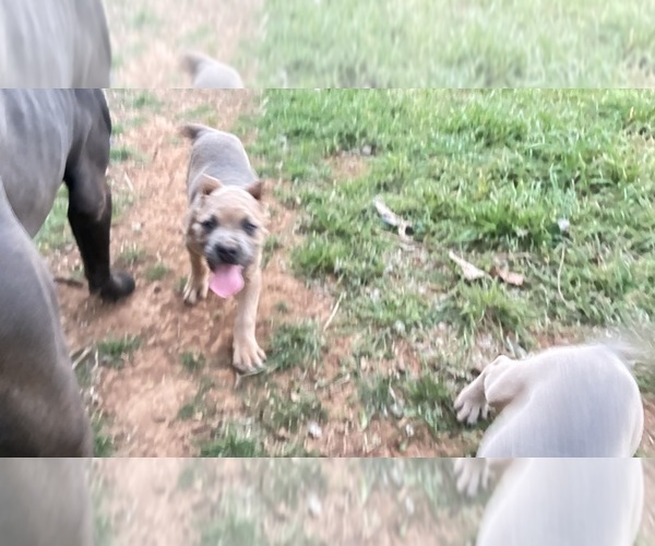 Medium Photo #2  Breeder Profile in NORMAN, OK, USA