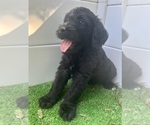 Small #13 Breeder Profile image
