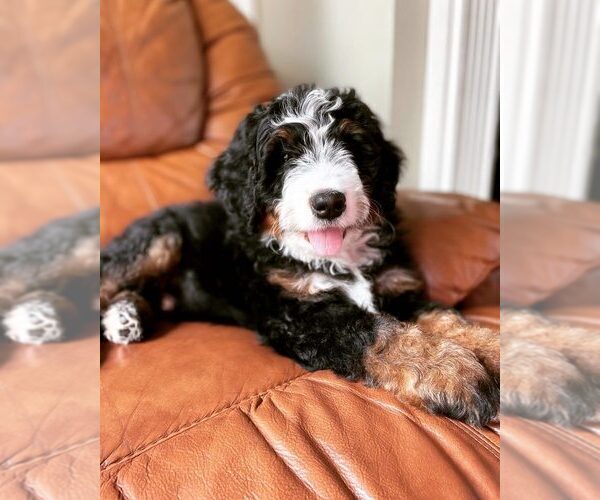 Medium Photo #1  Breeder Profile in DENVER, PA, USA