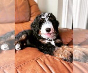 Bernedoodle-Sheepadoodle Mix Dog Breeder near DENVER, PA, USA