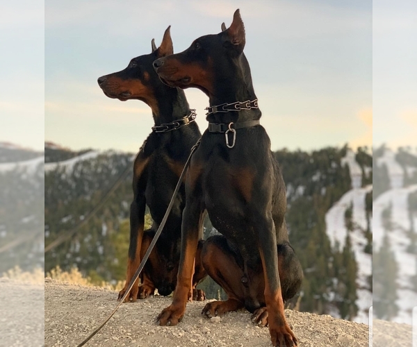 Medium Photo #7  Breeder Profile in PHELAN, CA, USA