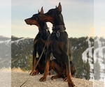 Small #6 Breeder Profile image