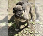 Small #22 Breeder Profile image