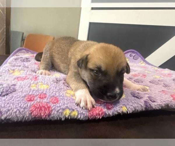 Medium Photo #24  Breeder Profile in LULING, TX, USA