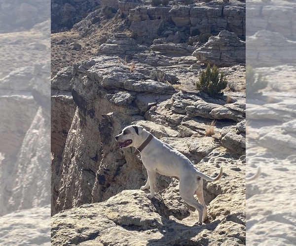 Medium Photo #10  Breeder Profile in GALLUP, NM, USA