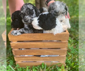 Sheepadoodle Dog Breeder near COLUMBIA, TN, US