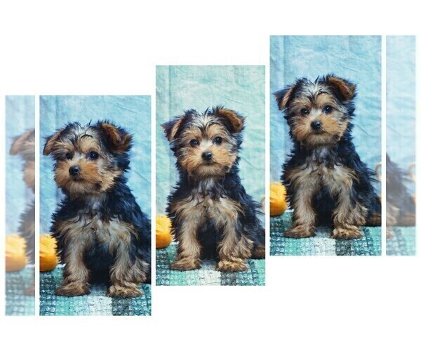 Medium Photo #1  Breeder Profile in CLARE, MI, USA