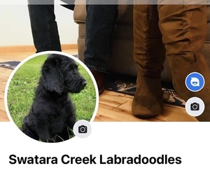 Labradoodle Dog Breeder in PINE GROVE,  USA