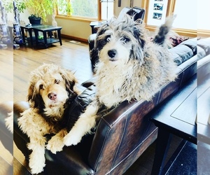 Main photo of F2 Aussiedoodle Dog Breeder near WABASHA, MN, USA