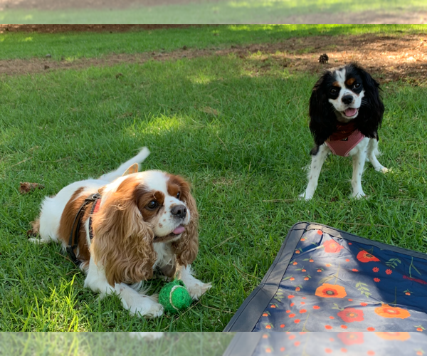 Medium Photo #1  Breeder Profile in RANCHO PALOS VERDES, CA, USA