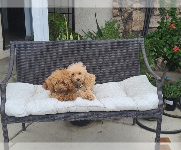 Medium Photo #1  Breeder Profile in RIALTO, CA, USA