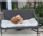 Small breeder photo