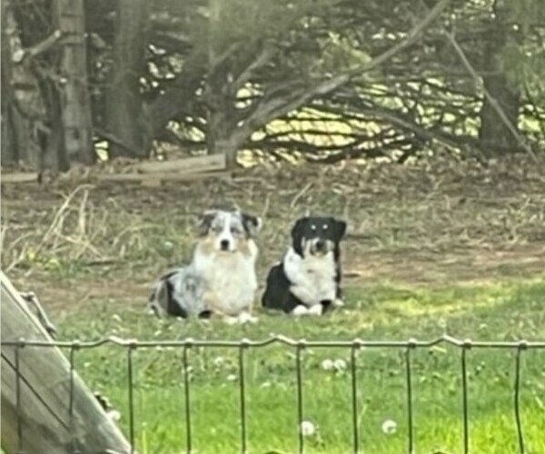 Medium Photo #1  Breeder Profile in STILLWATER, OK, USA