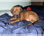 Small #33 Breeder Profile image