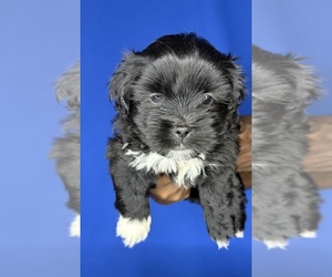 Zuchon Dog Breeder near HAMPTON, GA, USA