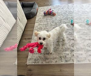 Poochon Dog Breeder near WORCESTER, MA, USA