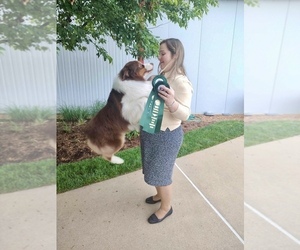 Medium Breeder Profile Photo