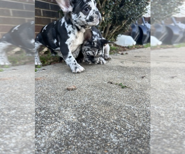 Medium Photo #4  Breeder Profile in CLEVELAND, NC, USA
