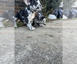 Small #3 Breeder Profile image