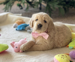 Small #3 Breeder Profile image