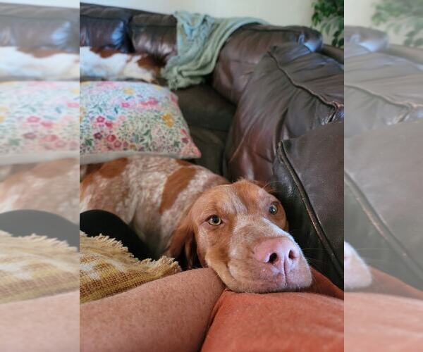 Medium Photo #123  Breeder Profile in HORTENSE, GA, USA