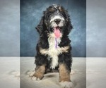 Small #12 Breeder Profile image