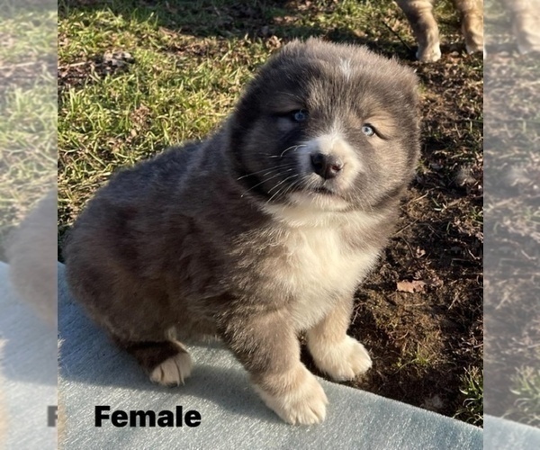 Medium Photo #38  Breeder Profile in TWINING, MI, USA