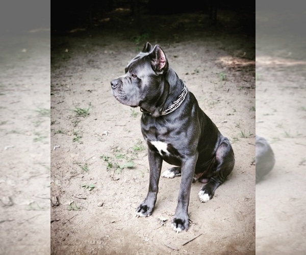 Medium Photo #1  Breeder Profile in BELLEVILLE, MI, USA
