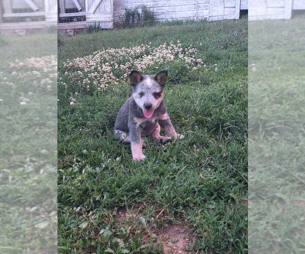 Medium Photo #13  Breeder Profile in HAWARDEN, IA, USA