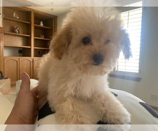 Medium Photo #14  Breeder Profile in VICTORVILLE, CA, USA