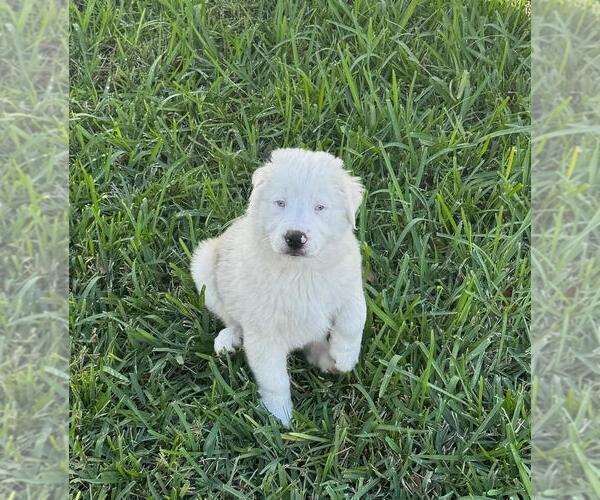 Medium Photo #19  Breeder Profile in CLERMONT, FL, USA