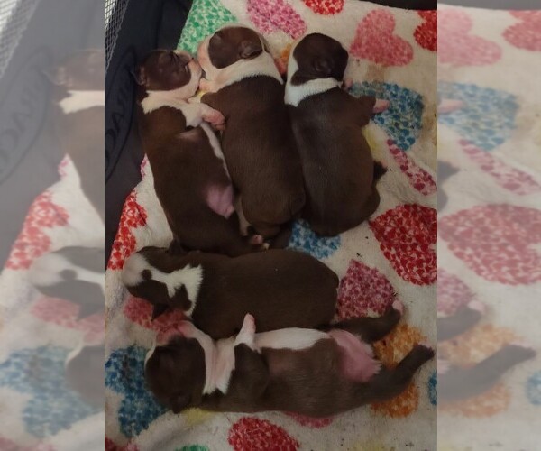 Medium Photo #1  Breeder Profile in PHENIX CITY, AL, USA