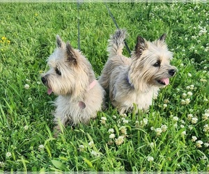 Cairn Terrier Dog Breeder near FORNEY, TX, US