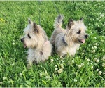 Small breeder photo