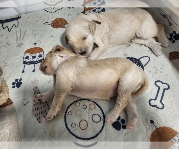 Medium Photo #19  Breeder Profile in MASSANUTTEN, VA, USA