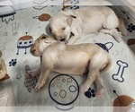 Small #18 Breeder Profile image