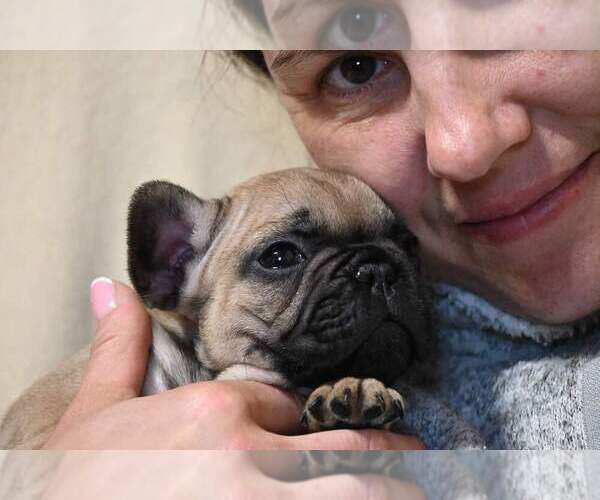 Medium Photo #1  Breeder Profile in Algyo, Csongrad, Hungary