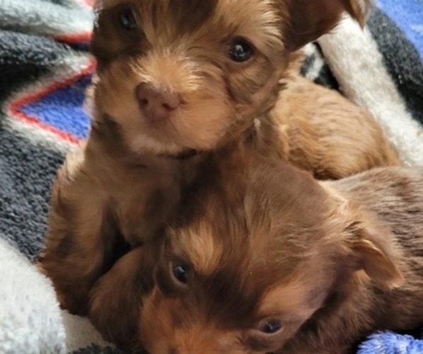 Medium Photo #1  Breeder Profile in BRUNSWICK, OH, USA