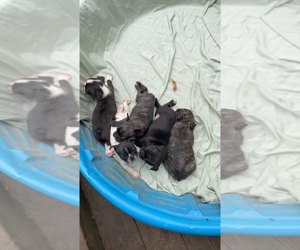 Medium Photo #1  Breeder Profile in WAGONER, OK, USA