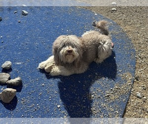 Goldendoodle-Poodle (Standard) Mix Dog Breeder near PAHRUMP, NV, USA