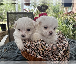 Medium Breeder Profile Photo