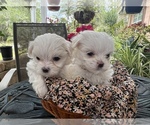 Small breeder photo